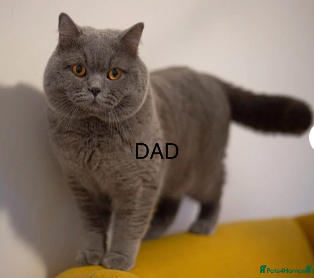 British Shorthair cats for sale: British Shorthair Blue 3 Girls GCCF registered  - Image 19
