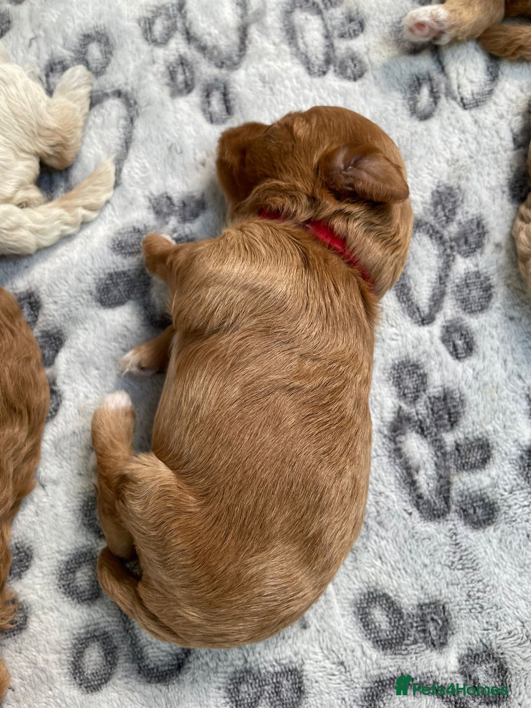 Maltipoo dogs for sale: We have six beautiful Malti-Poo’s - Image 5