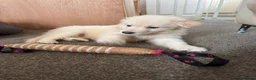 German Shepherd dogs for sale: Straight Back White German Shepherd Pups 🐶 🐕  - Advert 5