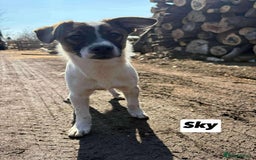 Mixed Breed dogs for adoption: 🐾 Say hello to Sky  - Advert 5