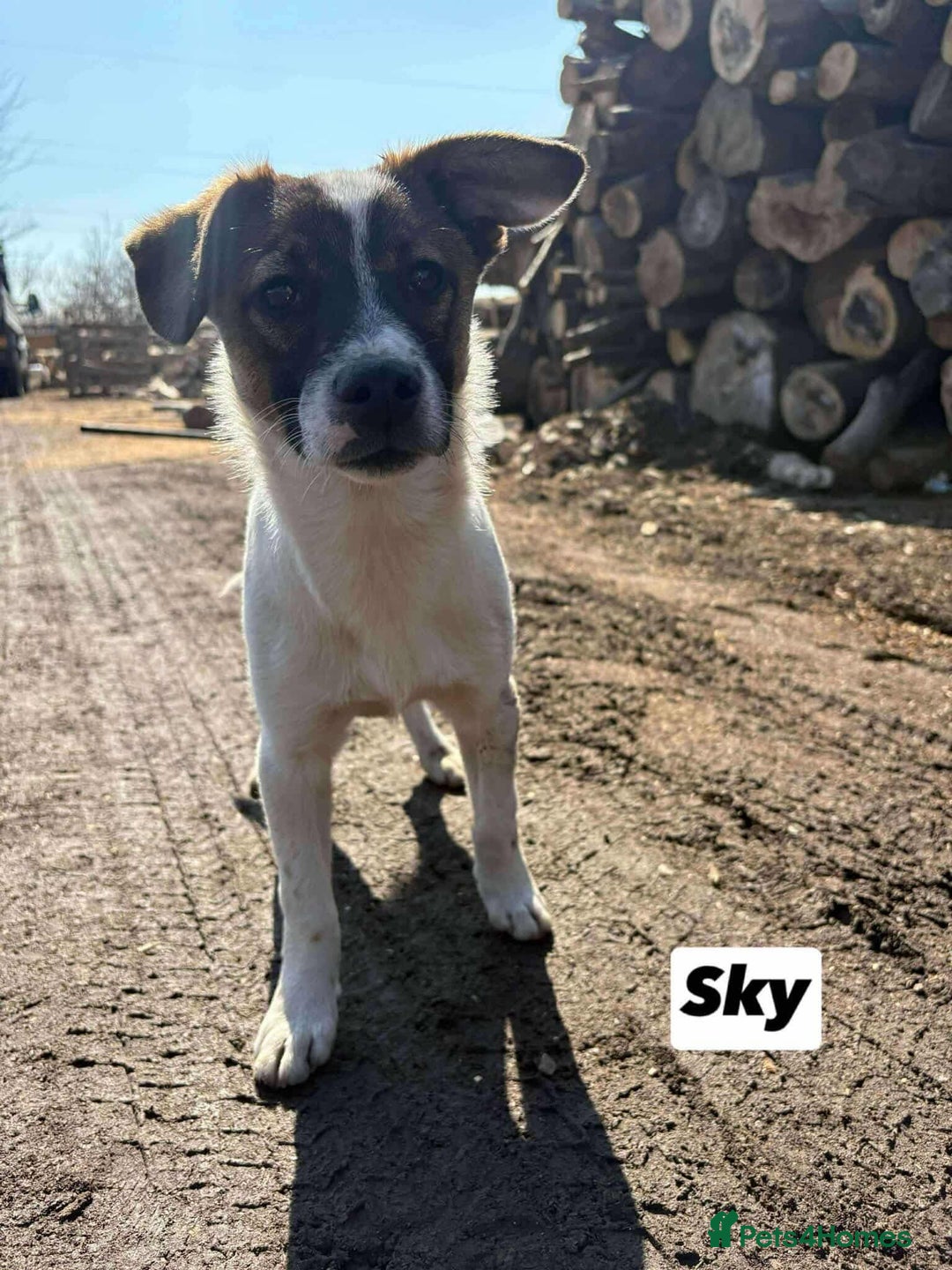 Mixed Breed dogs for adoption: 🐾 Say hello to Sky  - Advert 5
