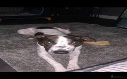 Mixed Breed dogs for sale: staffy cross lurcher - Image 5