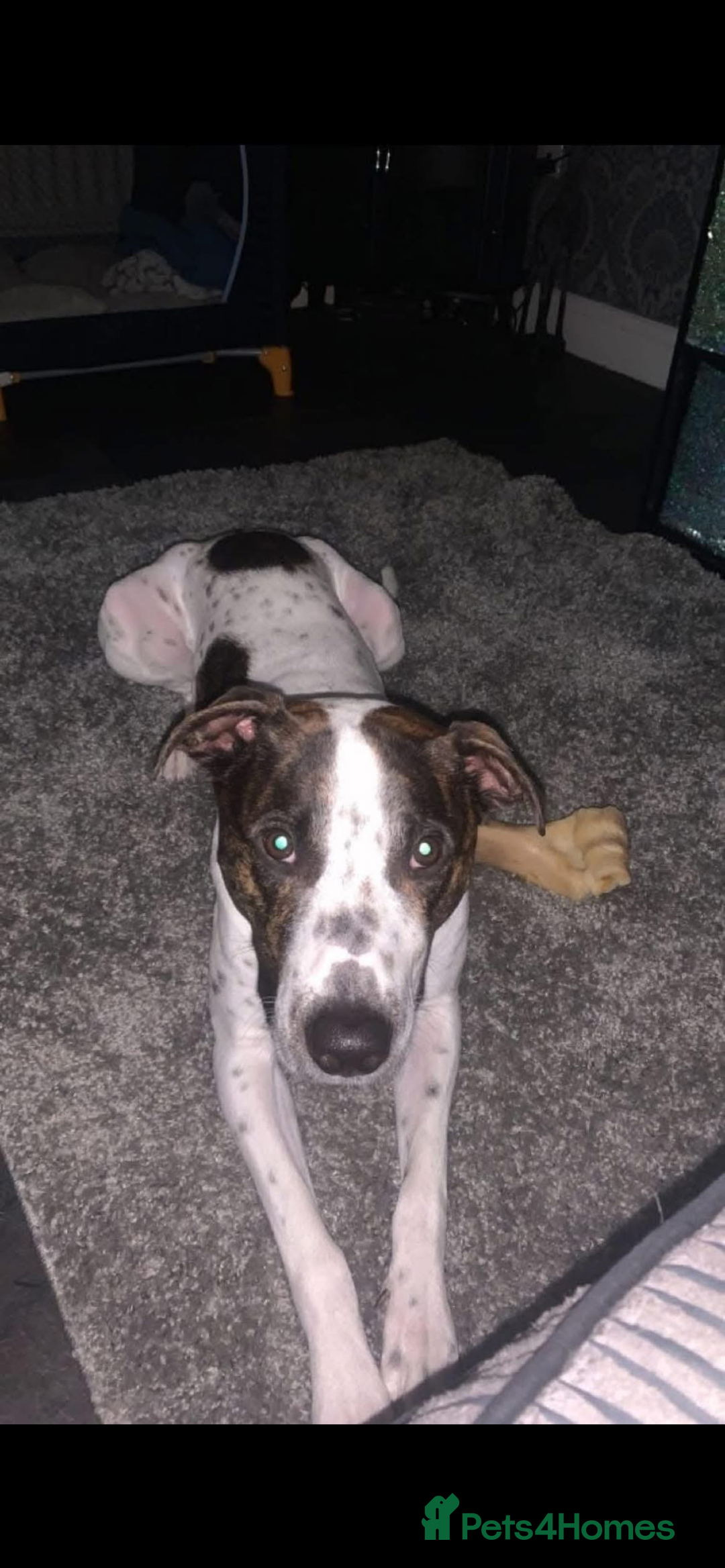 Mixed Breed dogs for sale: staffy cross lurcher - Image 5