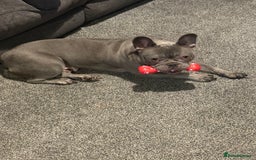 French Bulldog dogs for sale: Blue frenchie girl  - Image 4