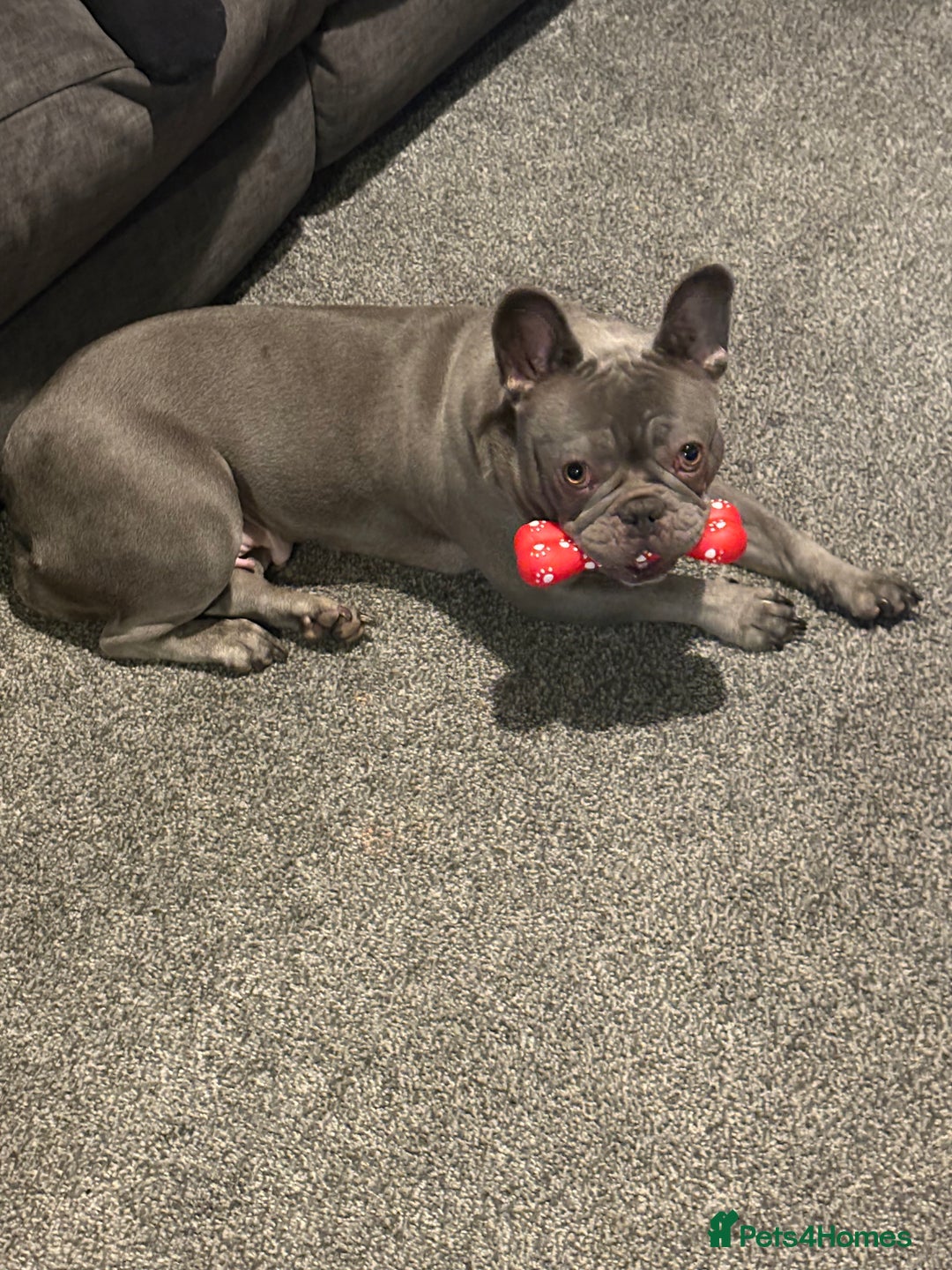 French Bulldog dogs for sale: Blue frenchie girl  - Image 4