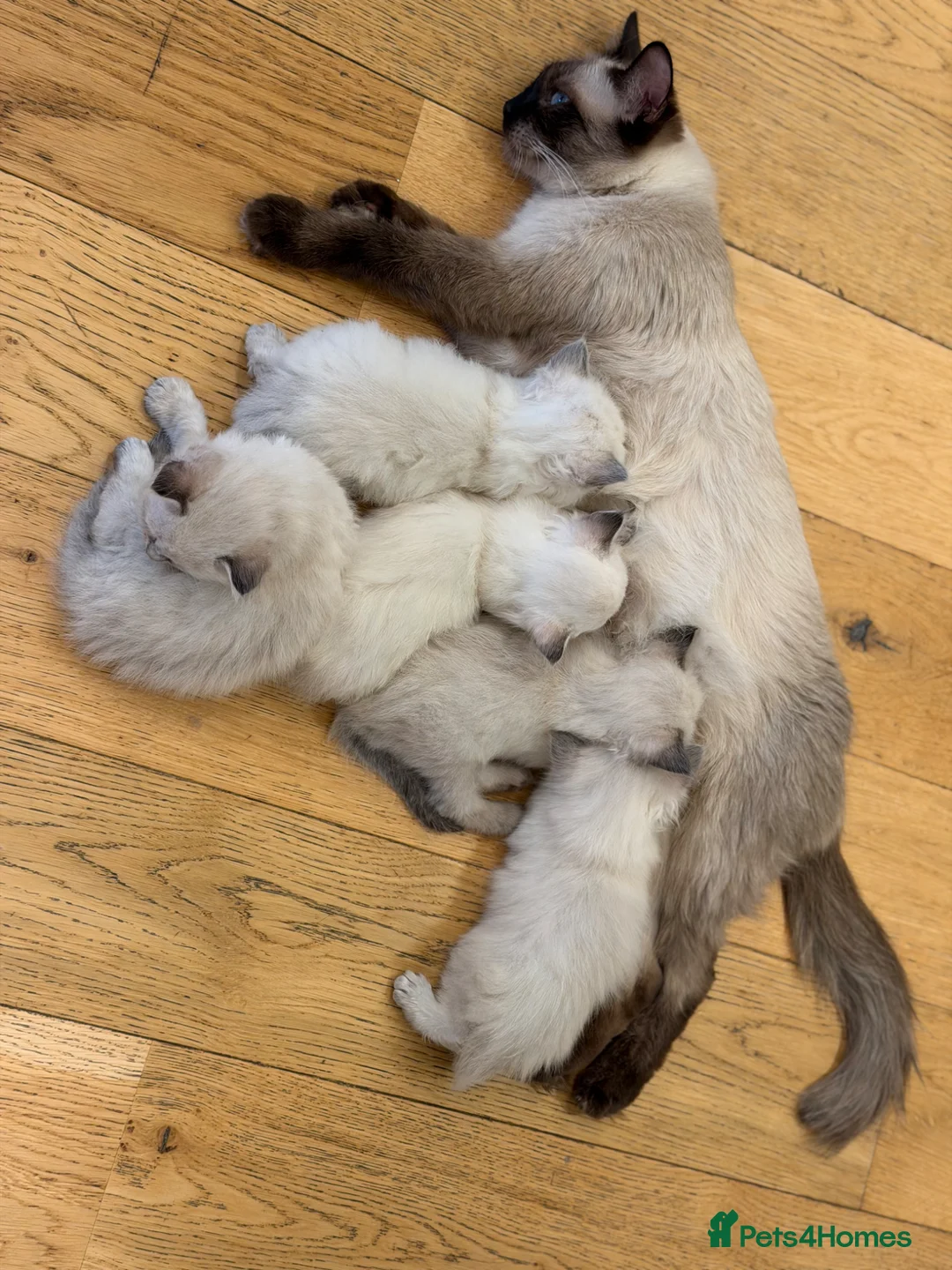 Ragdoll cats for sale: Pure ragdolls  - Advert 1