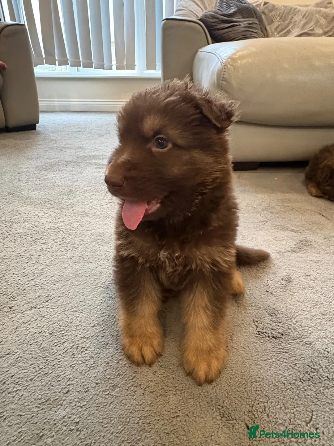 German Shepherd dogs for sale: Beautiful long haired German Shepherd puppies - Advert 12
