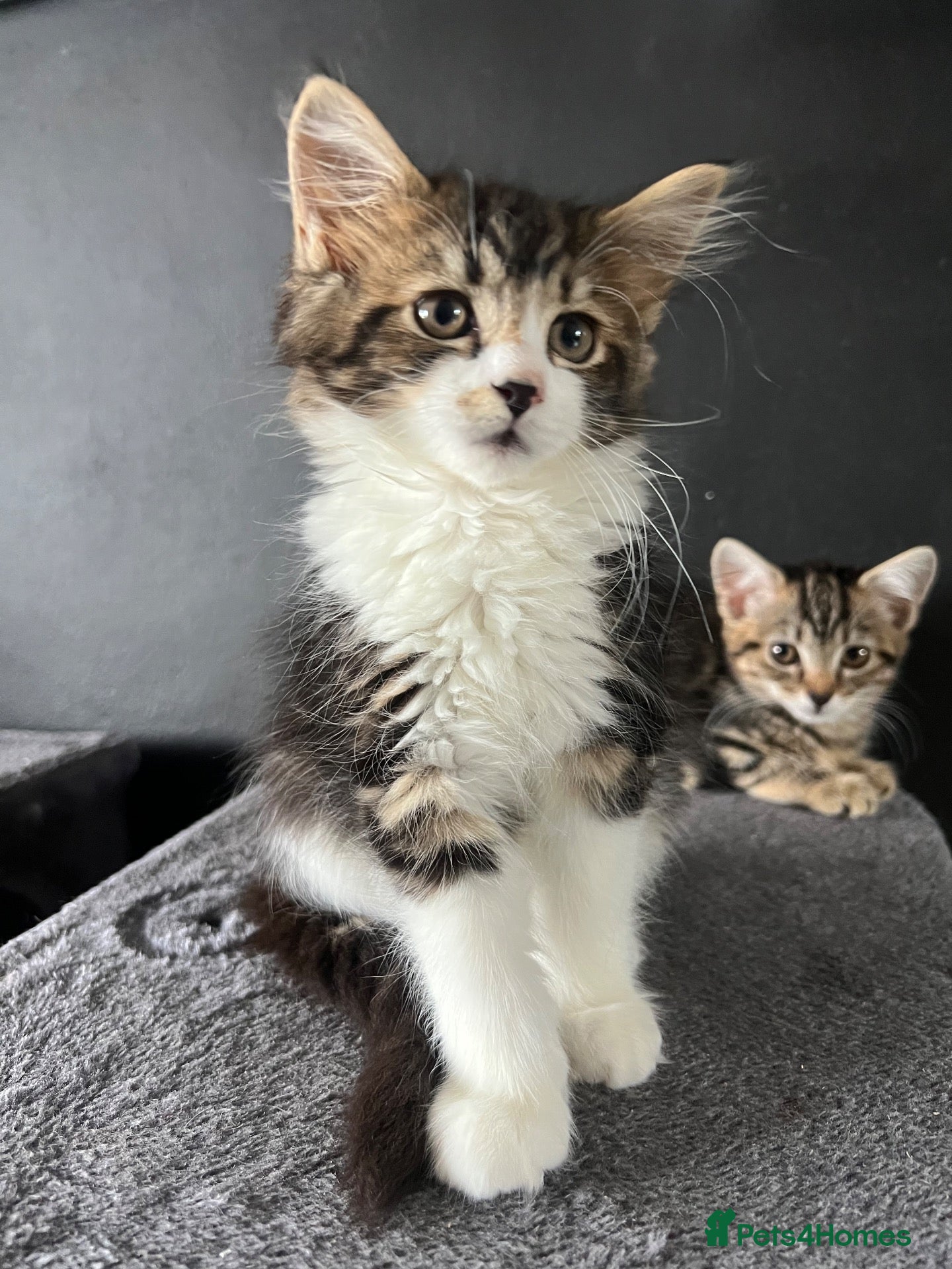 Mixed Breed cats Fluffy Kittens for sale - Advert 1