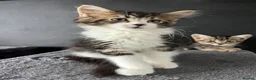 Mixed Breed cats for sale: Fluffy Kittens for sale - Advert 1