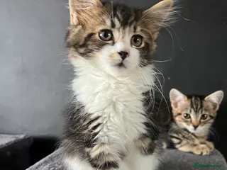 Mixed Breed cats Fluffy Kittens for sale - Advert 1