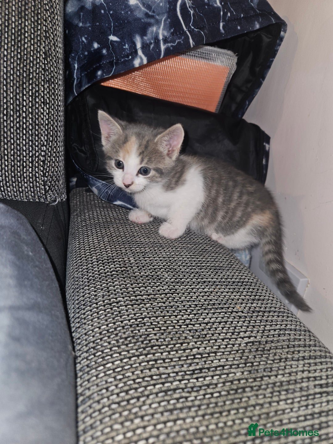 Mixed Breed cats for sale: Cute playful kittens  - Advert 11