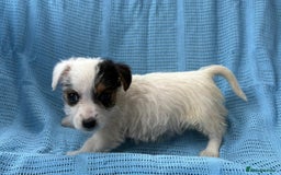 Jack Russell dogs for sale: Mini Jack Russell Terrier puppy - Image 4