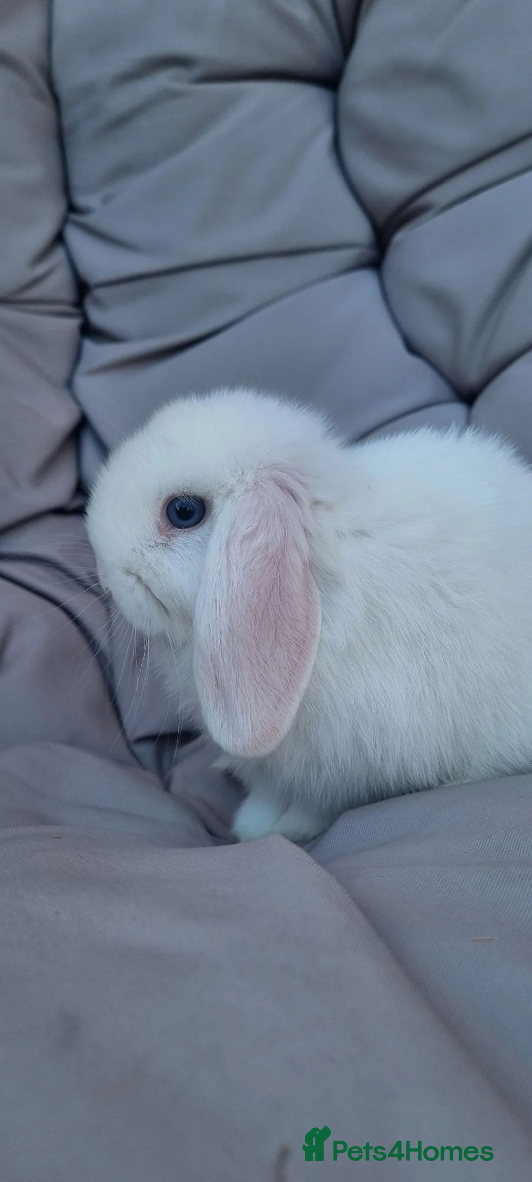 Mini Lop rabbits for sale: 2x Mini Lops - Advert 2