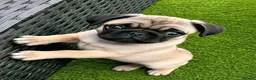 Pug dogs for sale: Pug puppies awaiting a new family  in Cleckheaton - Advert 2