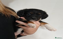 Mixed Breed dogs for sale: Jackweenie male puppies - Image 23