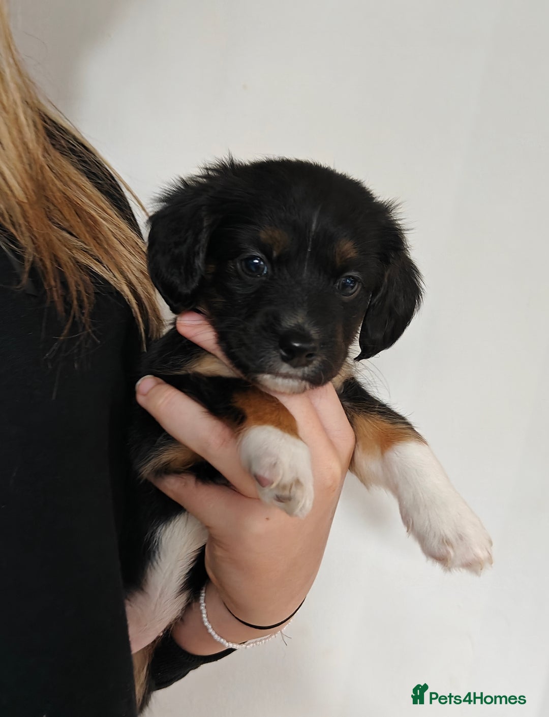 Mixed Breed dogs for sale: Jackweenie male puppies - Image 23