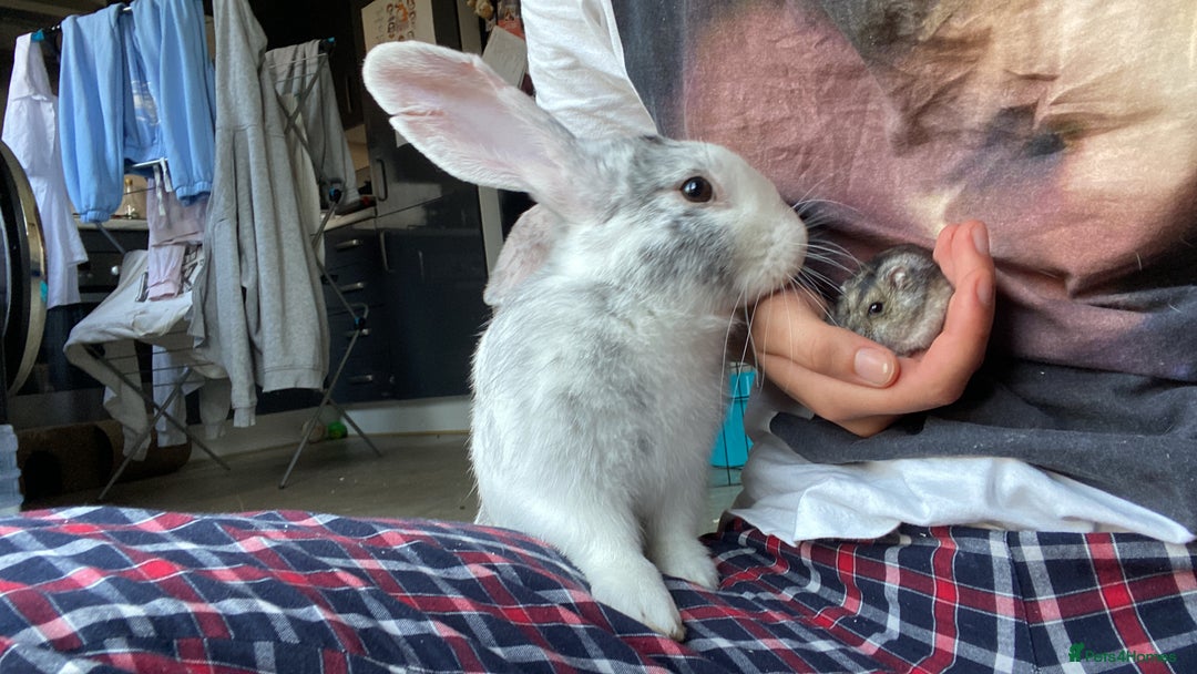 Mixed Breed rabbits for sale: Three beautiful male rabbits - Image 19