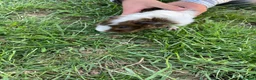 Guinea Pig rodents for sale: Guinea pig  - Advert 3