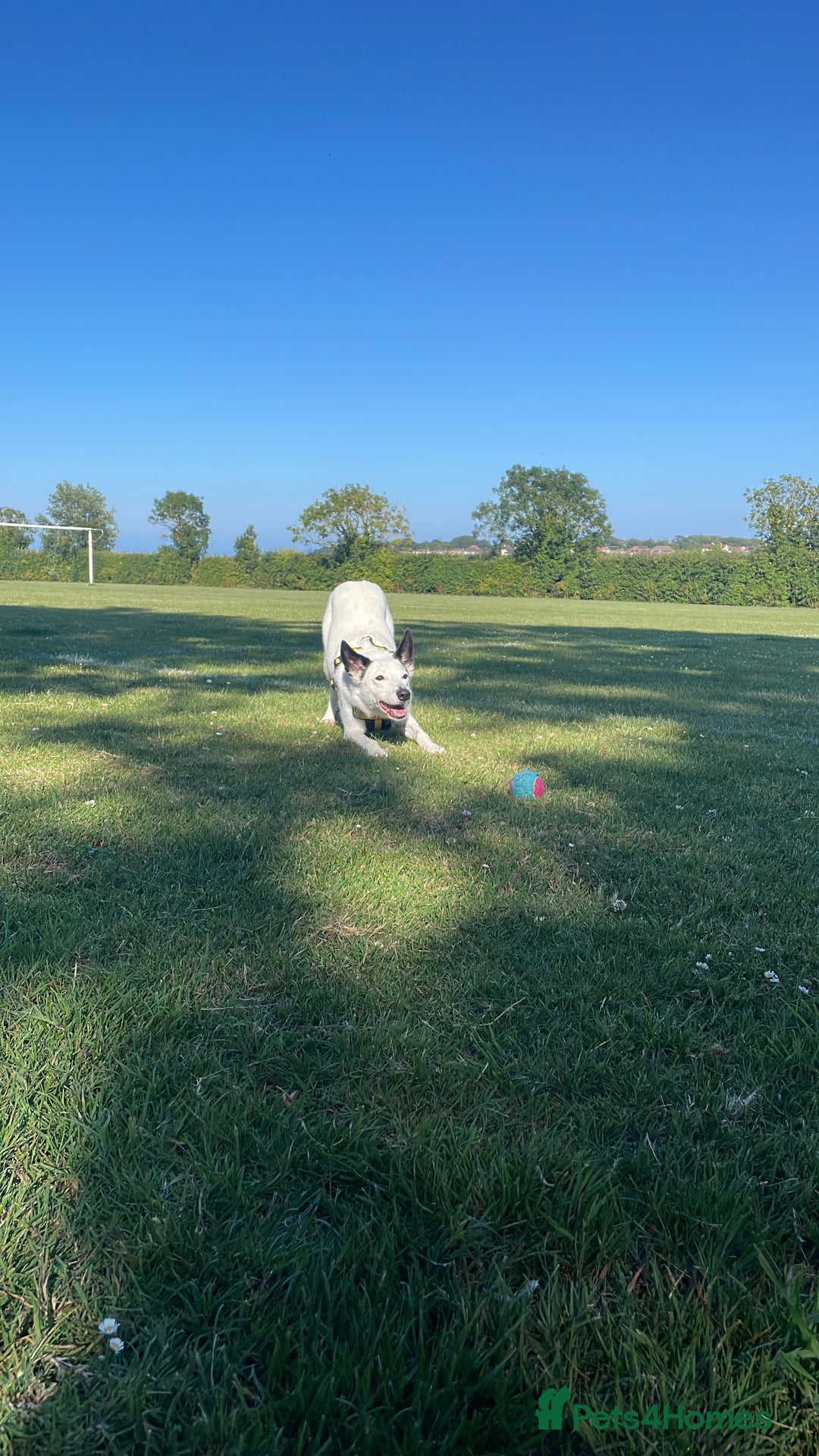 Border Collie dogs for sale: Koda is looking for her new home - Advert 14