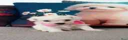 Bichon Frise dogs for sale: Pure Pedigree Champion Bloodline Bichon Frise 🐾🐶 - Advert 12