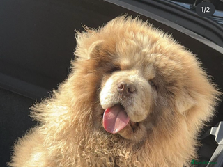 Chow Chow dogs in Bradford - Advert 2