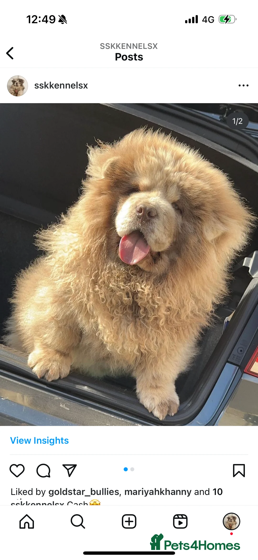 Chow Chow dogs for stud: CASH LILAC MERLE CHOW CHOW STUD  in Bradford - Advert 3