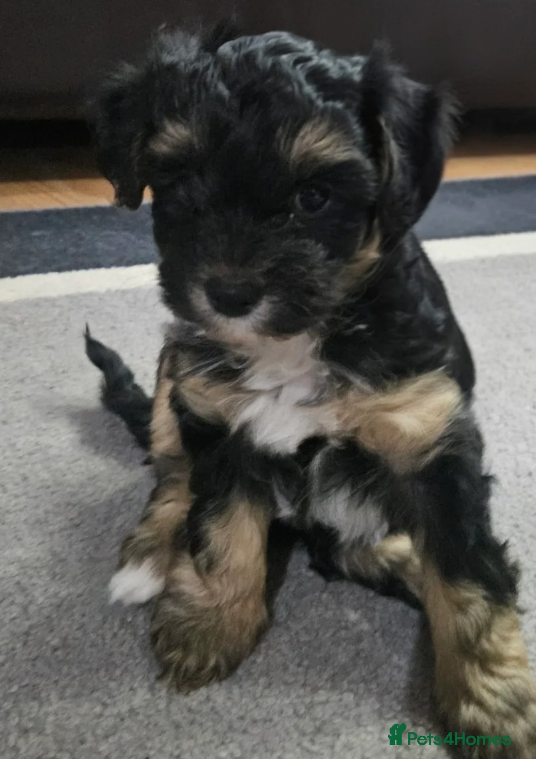 Mixed Breed dogs for sale: Yorkshire terrier X puppies  - Advert 7