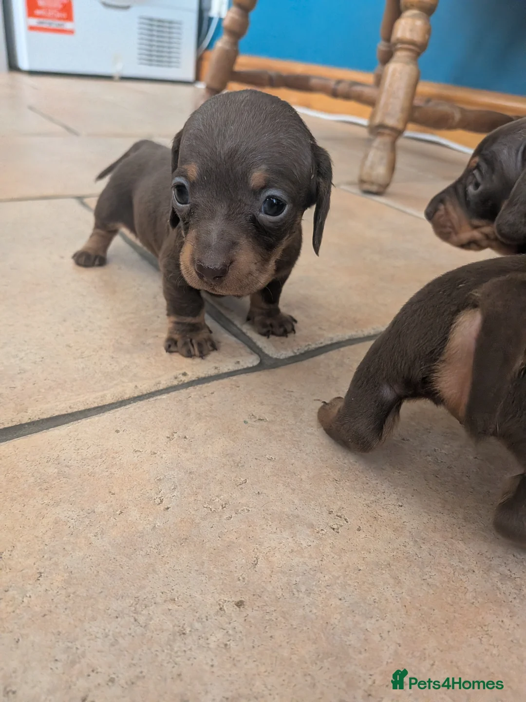 Miniature Dachshund dogs for sale: Miniature dachshund Chocolate and tan girl  - Advert 7