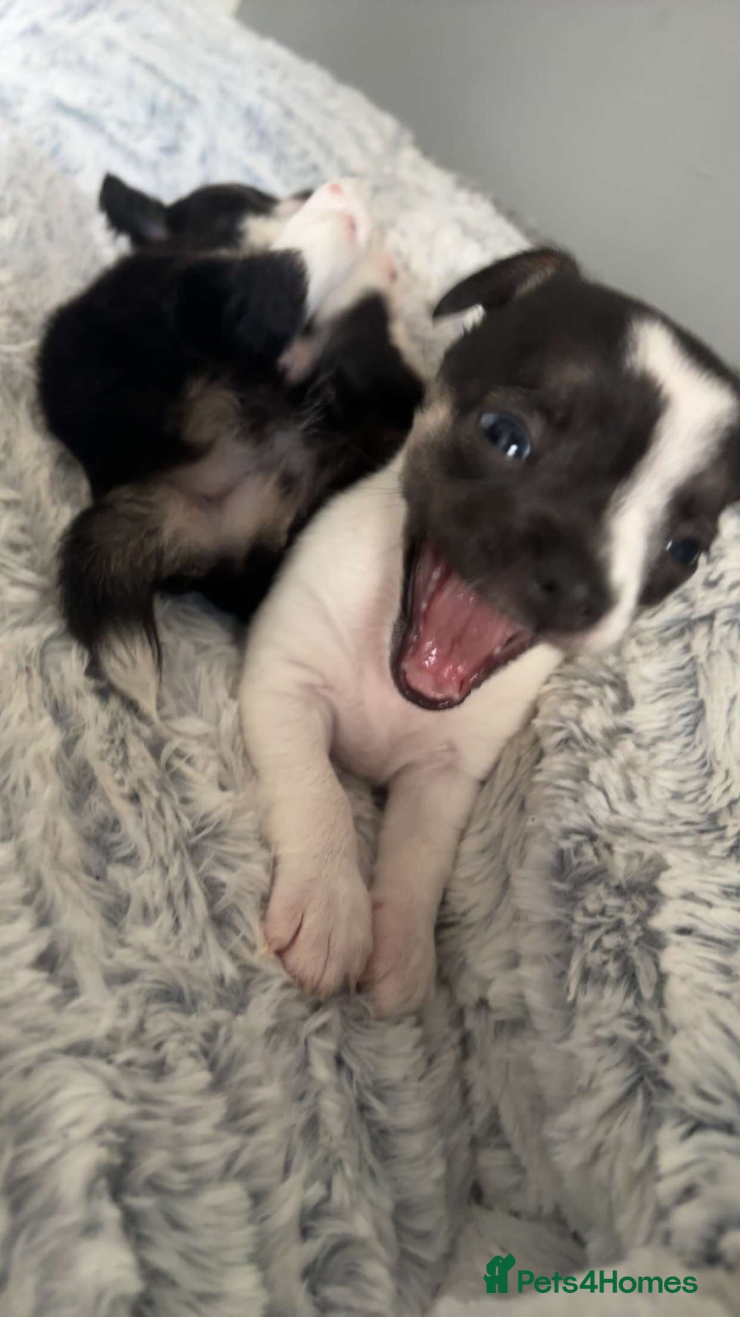 Chihuahua dogs for sale: Ready to leave female chihuahua BOTH vaccines done - Image 1