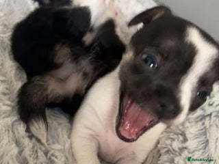 Chihuahua dogs - Advert 1