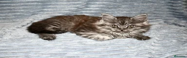 Maine Coon 3