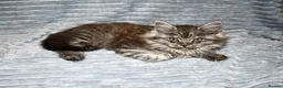 Maine Coon cats for sale: Maine Coon Kittens looking for their forever home - Advert 4