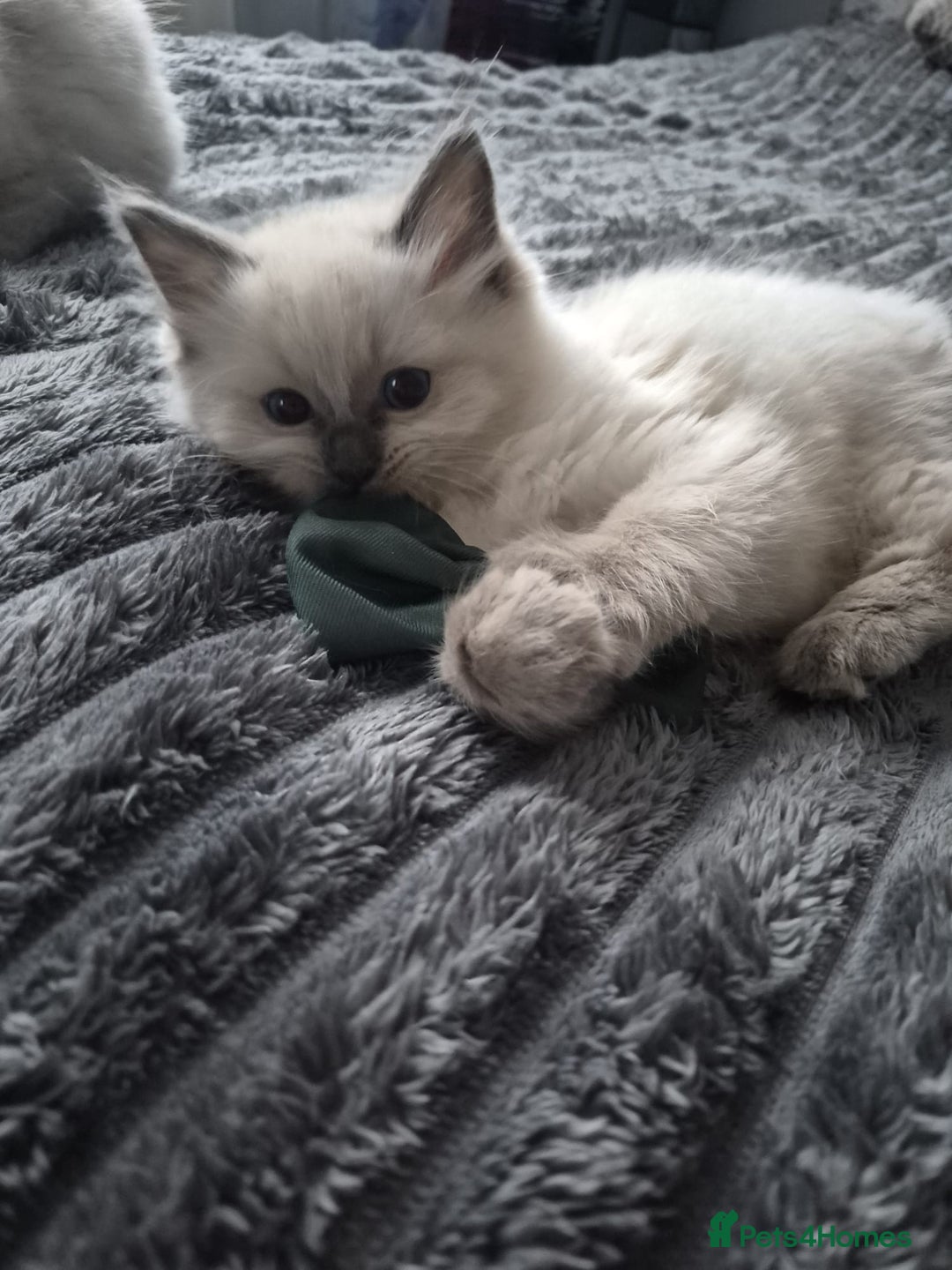 Ragdoll cats for sale: Adorable Ragdoll Kittens GCCF  Active registered  - Advert 9