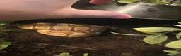 Python Snake reptiles for sale: male ball python - Advert 6