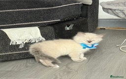 British Shorthair cats for sale: Beautiful BSH 2 male 1 female  - Image 21