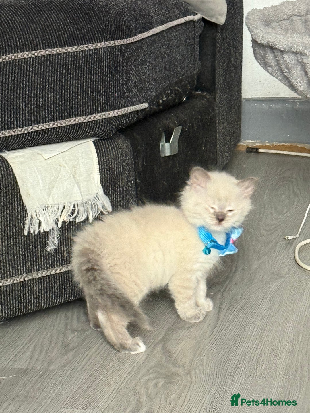 British Shorthair cats for sale: Beautiful BSH 2 male 1 female  - Image 21