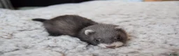 Ferret rodents for sale: Beautiful Kits  in Peterlee - Advert 19