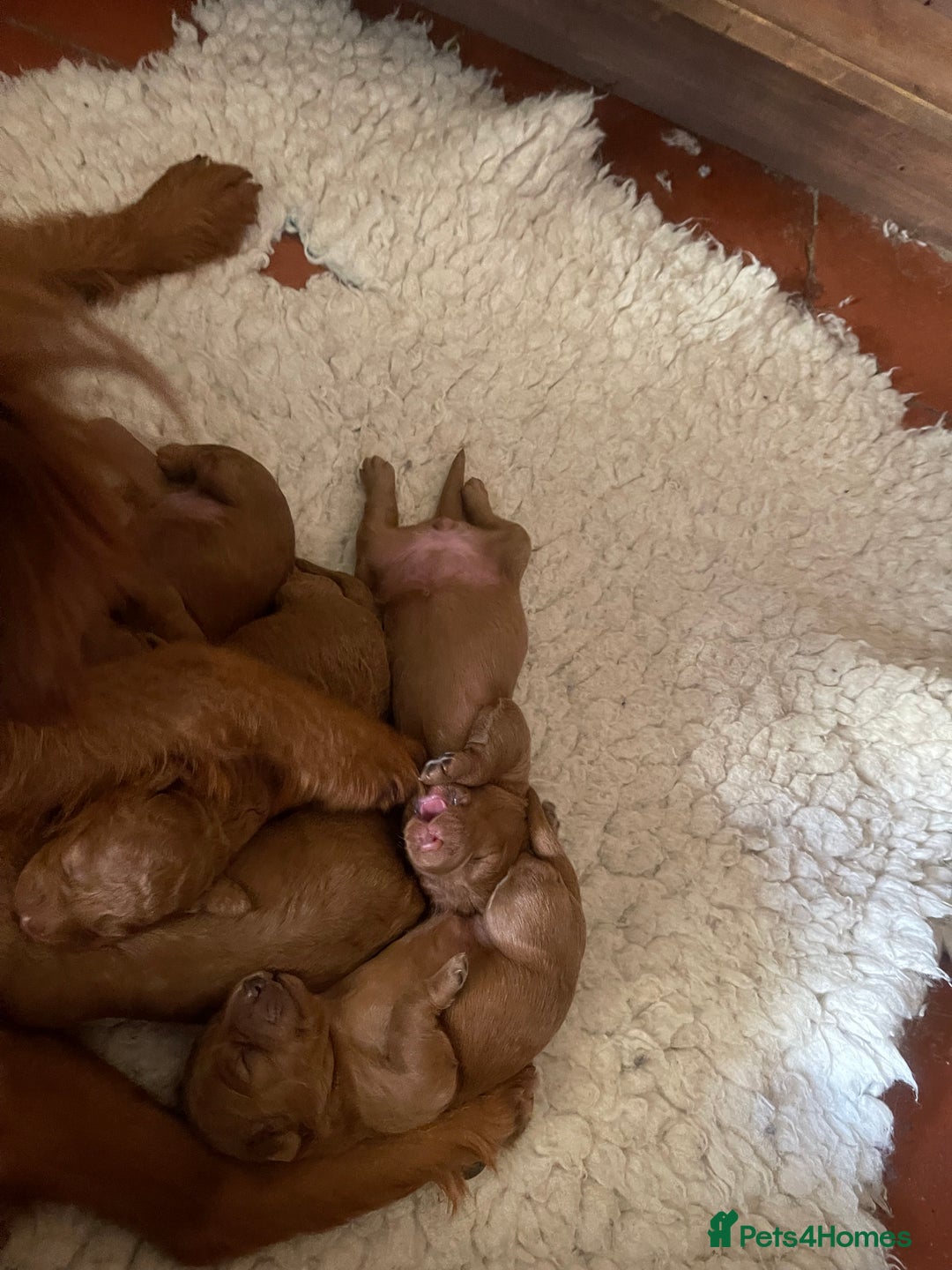 Labradoodle dogs for sale: Quality F1b miniature Lanradoodles - Image 3