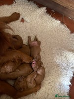 Labradoodle dogs - Advert 5