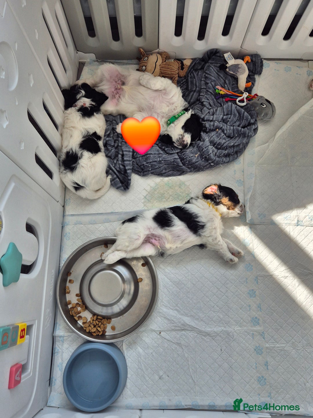 Cockalier dogs for sale: Cavalier king Charles spaniel x cocker spaniel  - Image 2