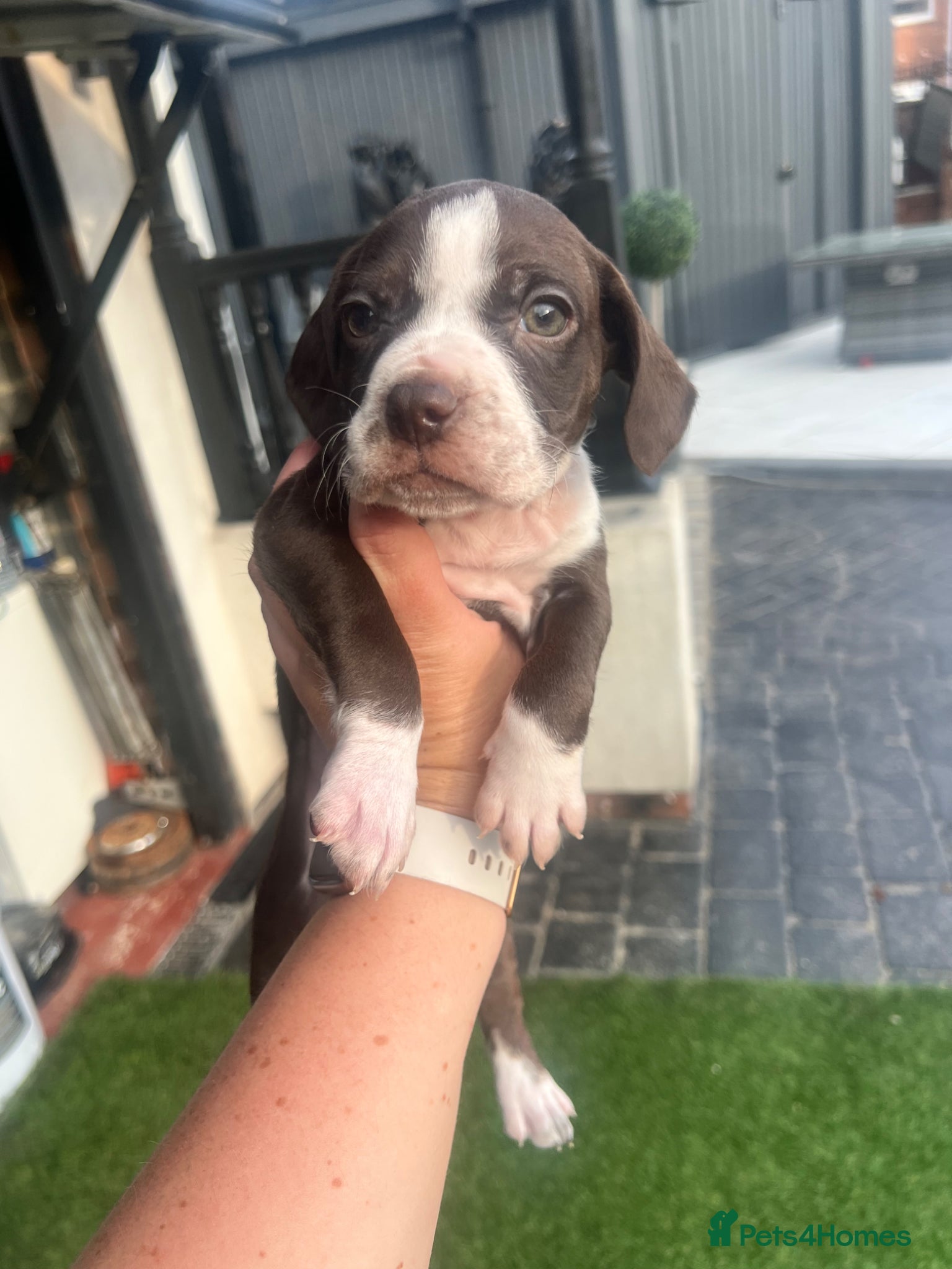 Cocker Spaniel dogs REDUCED READY TO LEAVE NOW Cocker Spaniel pups - Advert 17