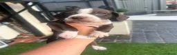 Cocker Spaniel dogs for sale: Cocker pups - Advert 2