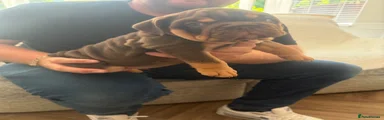 English Bulldog 1