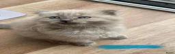 Scottish Fold cats for sale: Beautiful kittens🌹🤭 - Advert 2