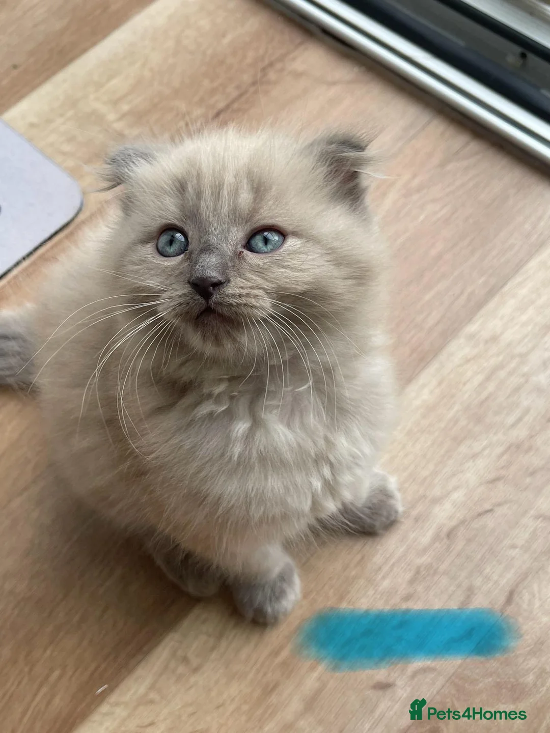 Scottish Fold cats for sale: Beautiful kittens🌹🤭 - Advert 2