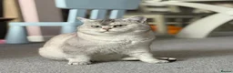 Scottish Fold cats for sale: 🐾 Adorable Scottish Fold Kittens  - Advert 16