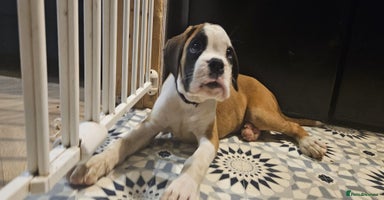 Boxer dogs - Advert 5
