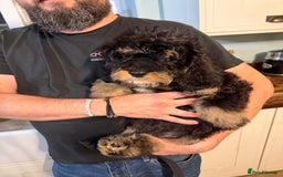 Cavapoo dogs for sale: Gorgeous Black and Tan F1B Cavapoos - Image 2