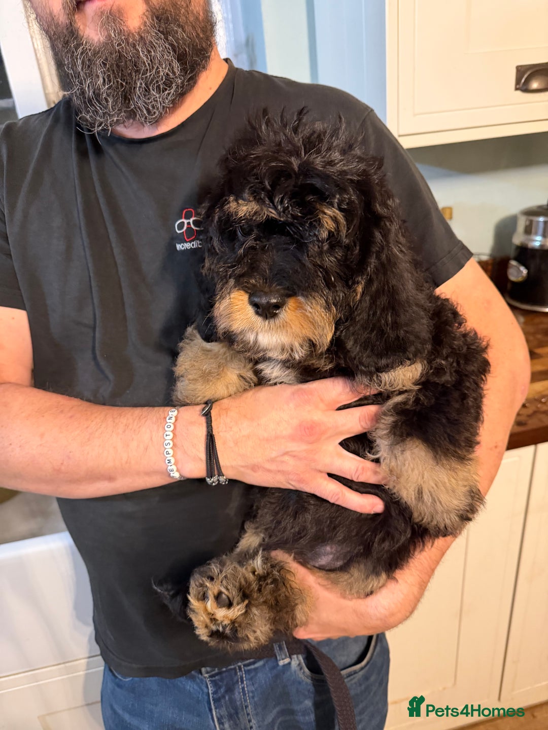 Cavapoo dogs for sale: Gorgeous Black and Tan F1B Cavapoos - Image 2
