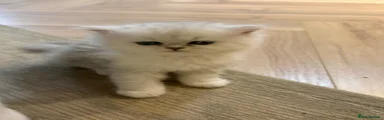 Persian Kitten 1